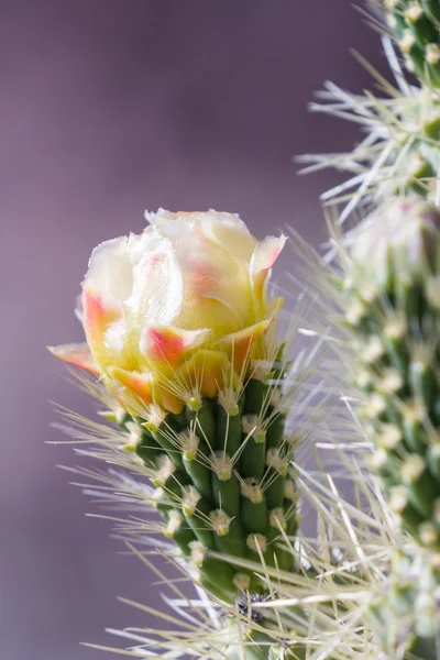 Blooming desert cactus