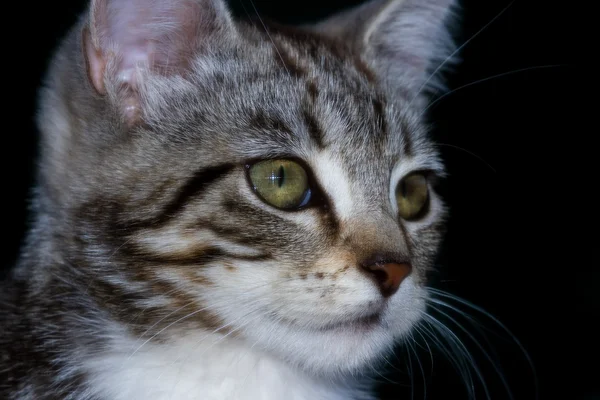 Wild kitten closeup