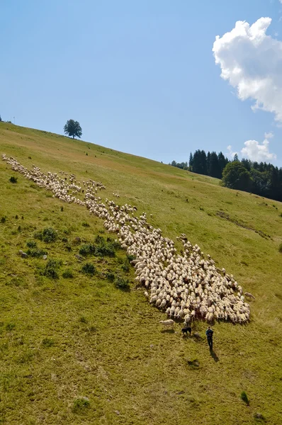 Flock of sheep .