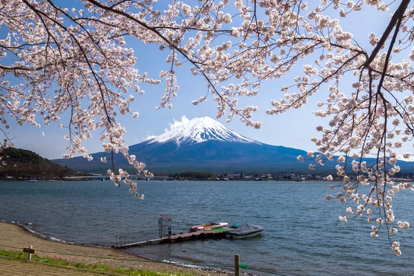 Beautiful view of Fujisan Mountain with cherry blossom in spring, Kawaguchiko lake, Japan