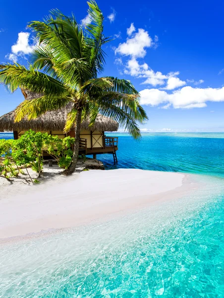 Tropical villa and palm tree next to blue lagoon