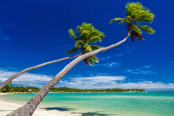 Palm trees hanging over stunning lagoon on Fiji Islands