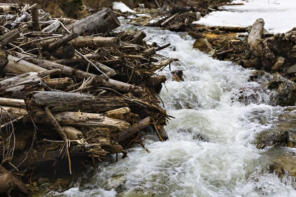 Mountain beaver damn habitat with a stream flowing through