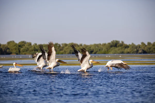 Pelecanus onocrotalus the natural environment, the Danube Delta