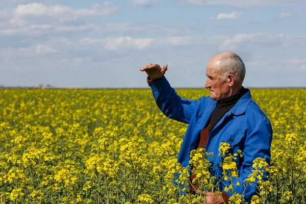 Old farmer in a field researching plants