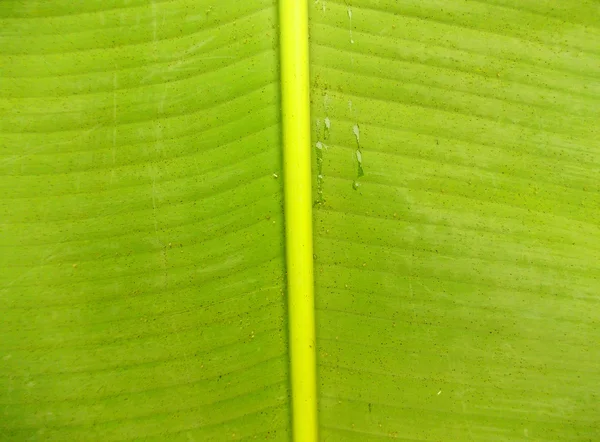 Banana Tree Leaf Texture