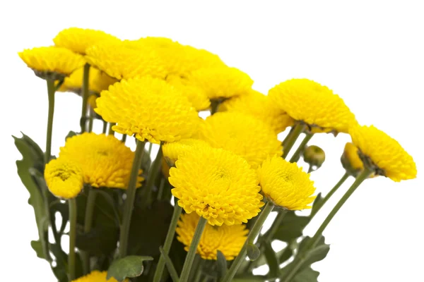 Yellow spray  Chrysanthemum