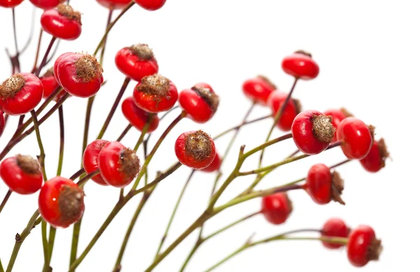 Bunch of rose hips isolated
