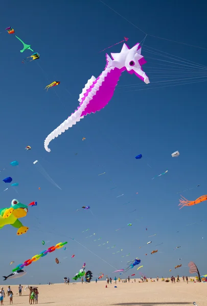 Fuerteventura Kite Festival