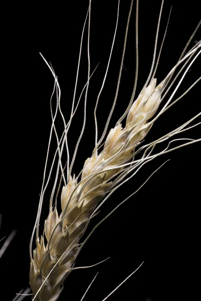 Barley ear of wheat close-up on a black background
