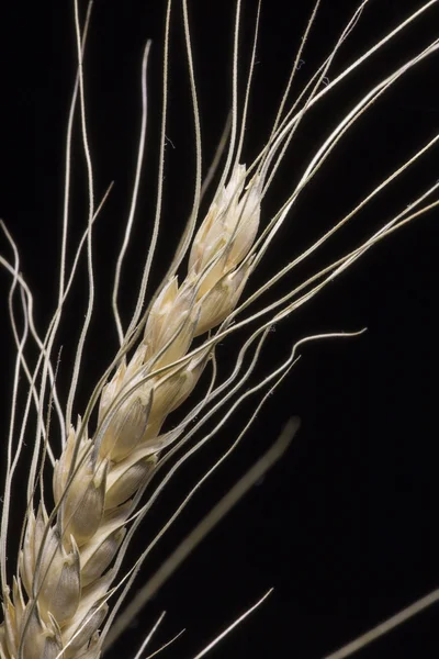 Barley ear of wheat close-up on a black background