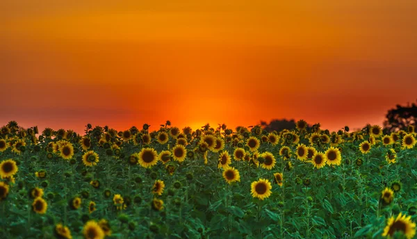 Field of sunflowers