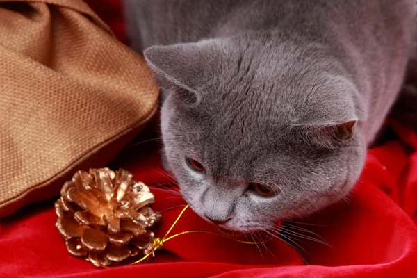 Portrait of British gray cat under the Christmas tree