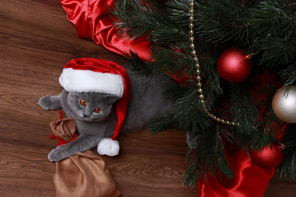 Portrait ofChristmas British gray cat