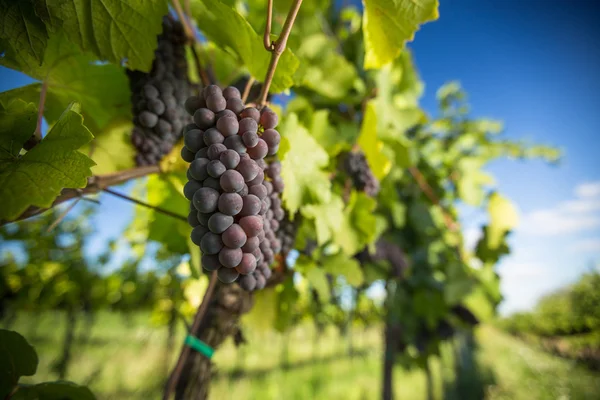 Large bunches of red wine grapes hang from an old vine