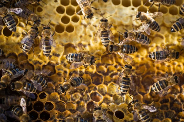 Macro shot of bees