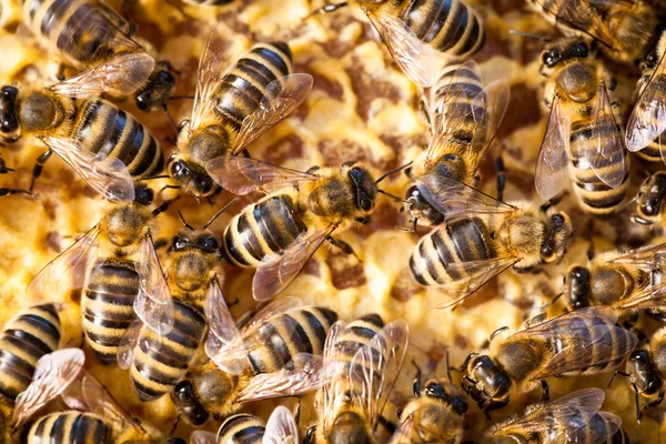 Macro shot of bees swarming