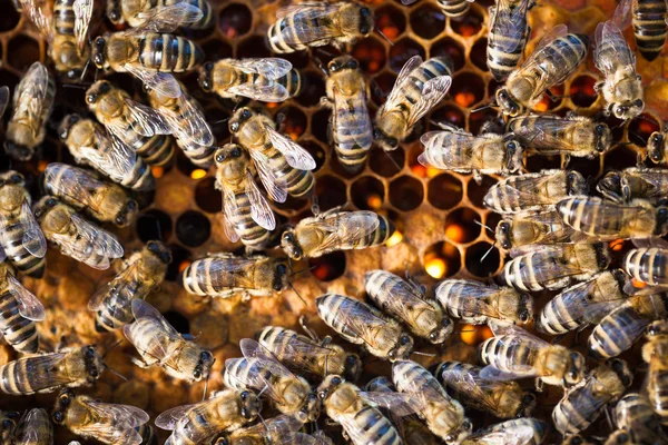 Macro shot of bees swarming