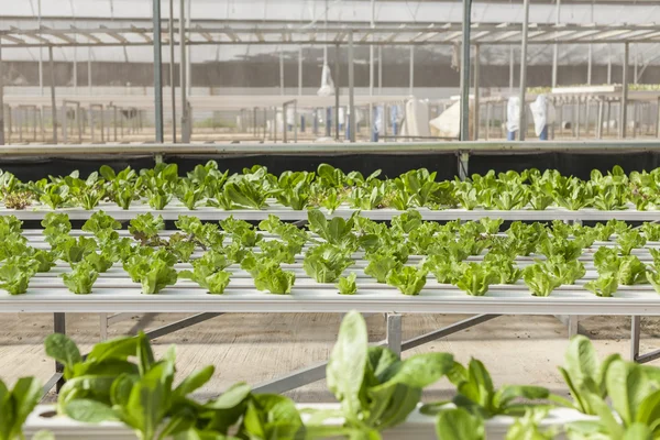 Green house plants