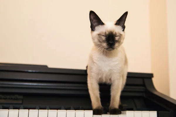 Little kitten enjoys playing the piano