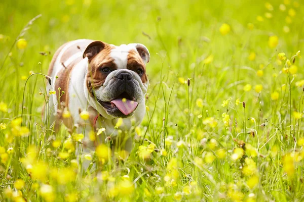 British Bulldog In Field Of Summer Flowers