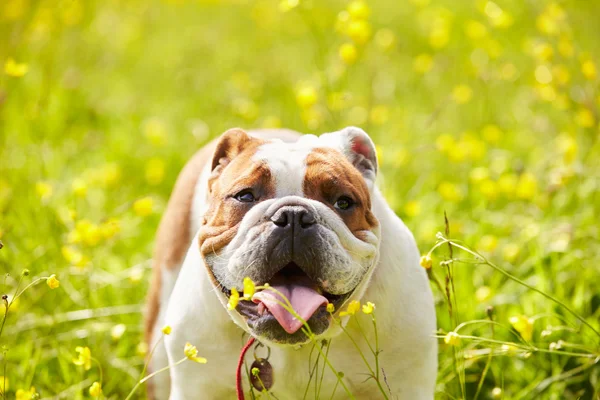 British Bulldog In Field Of Summer Flowers