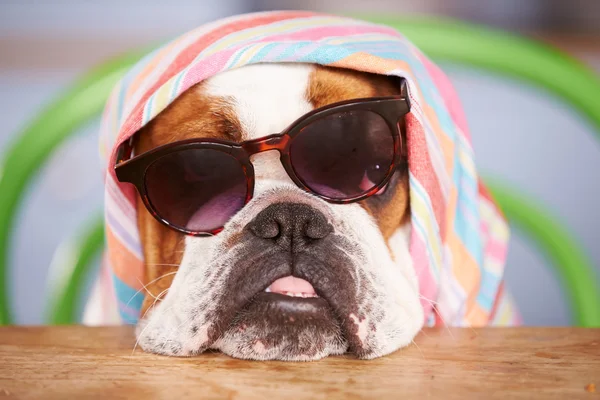 British Bulldog Wearing Sunglasses And Headscarf