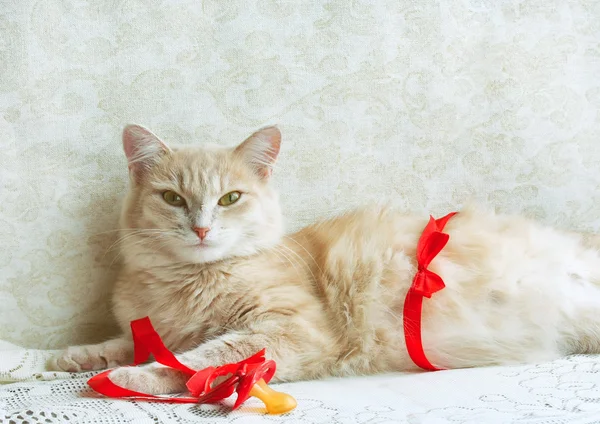 Pregnant ginger cat with red ribbon