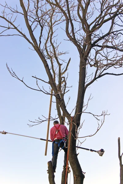 A tree surgeon cuts and trims a tree over sky