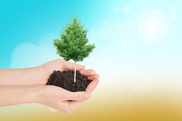 Humans hands holding tree and ground