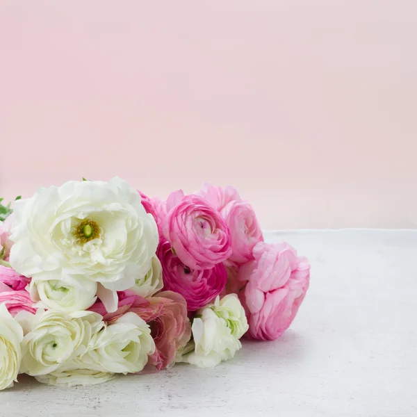 Pink and white ranunculus flowers