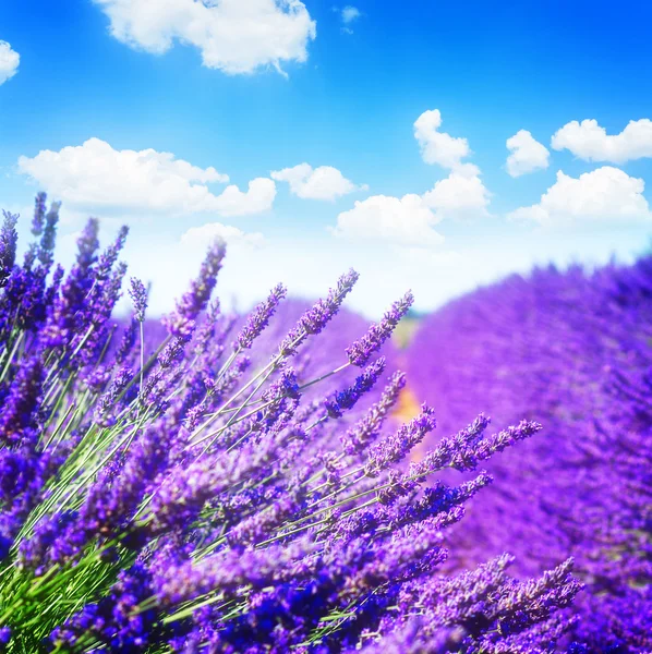 Lavender summer field