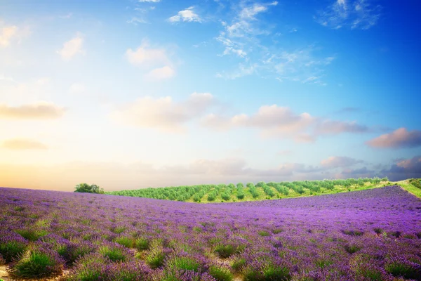 Blooming Lavender field