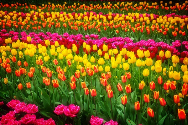 Stripes of  tulips flowerbed