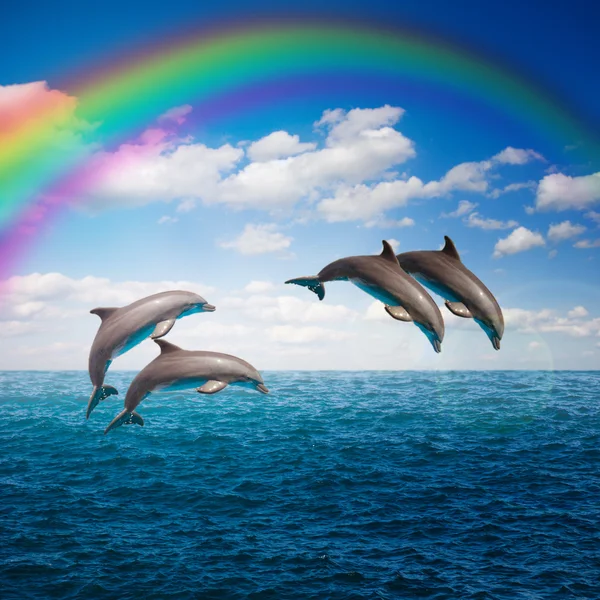 Pack of jumping dolphins
