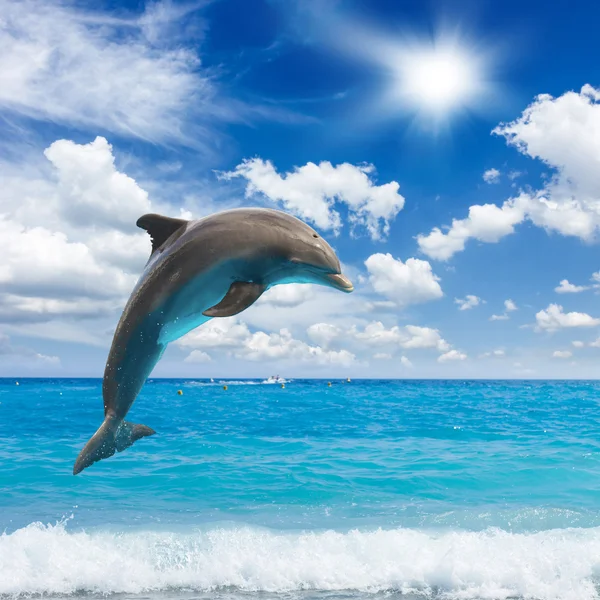 Jumping dolphins