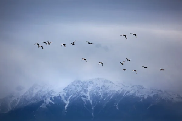Flock of duck at mountain