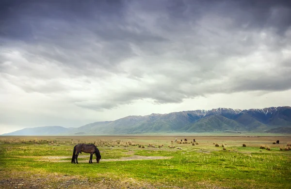 Horse in the mountains