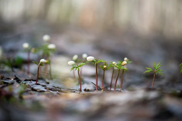 Wild spring wood Anemone (Anemone nemorosa)