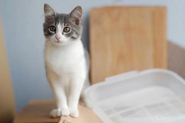 White and grey little kitty cat walks on cardboard box and looks to left