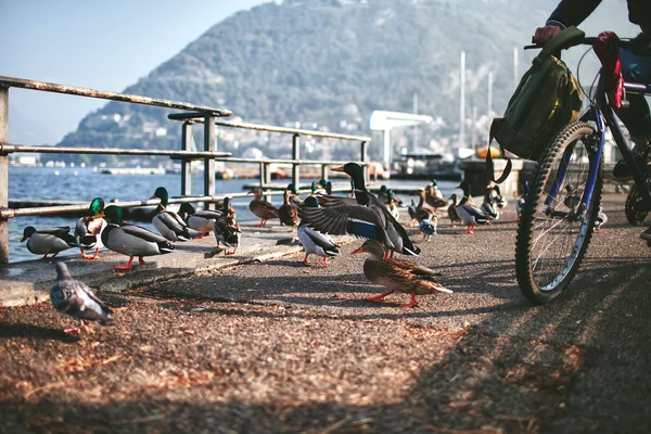Duck walk away from the cyclist on the waterfront