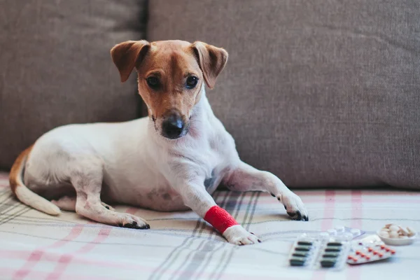 Sick dog Jack Russell and tablets