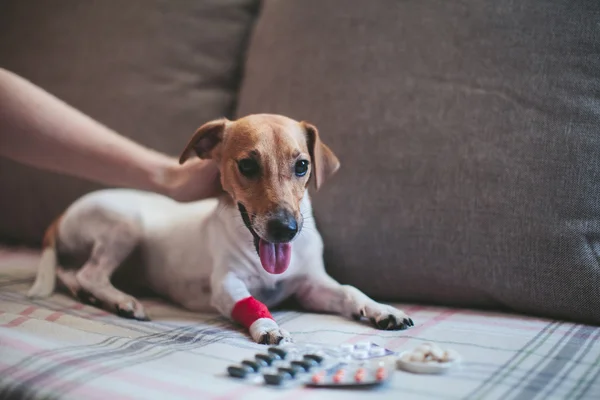 Sick dog Jack Russell and tablets