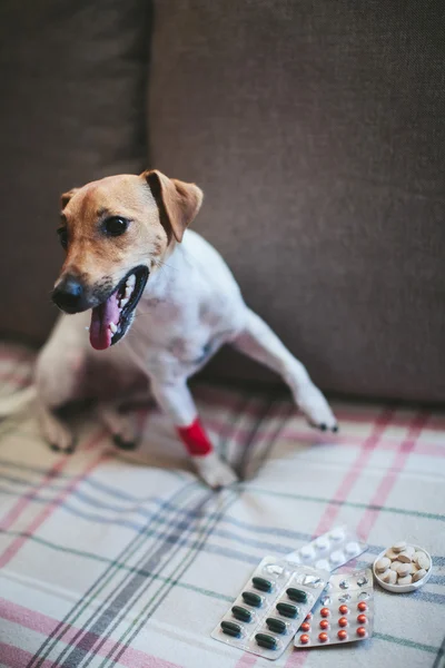 Sick dog Jack Russell and tablets