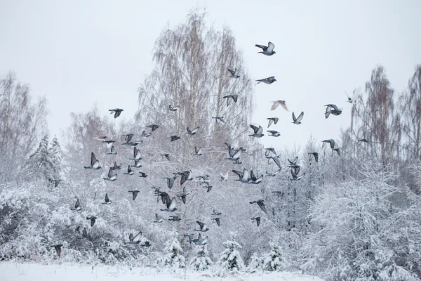 A flock of doves flying in the winter forest