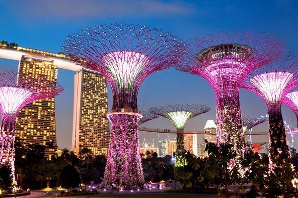 View of The Supertree Grove at Gardens near Marina Bay in Singapore