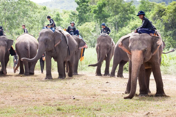 Elephant polo games