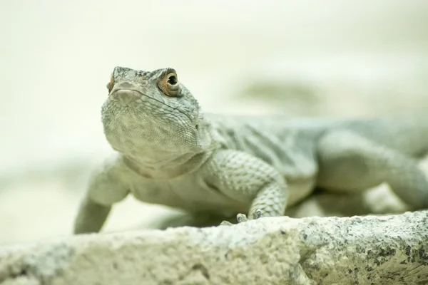 Iguana in the reptile house