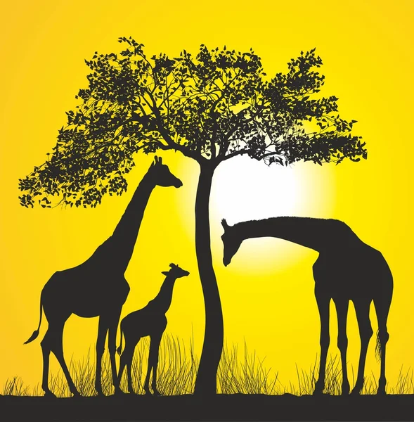 Giraffes on the African savannah
