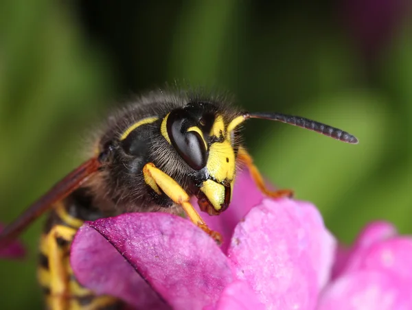 Busy wasp working in pink flower